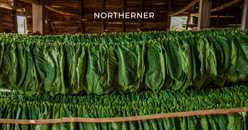 Tabakblätter werden auf Seilen gespannt und getrocknet