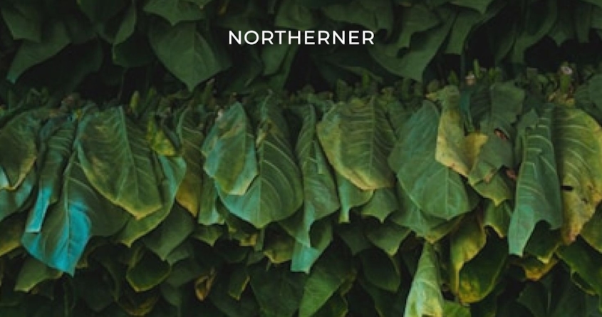 Tabakblätter werden aufgehängt und so getrocknet