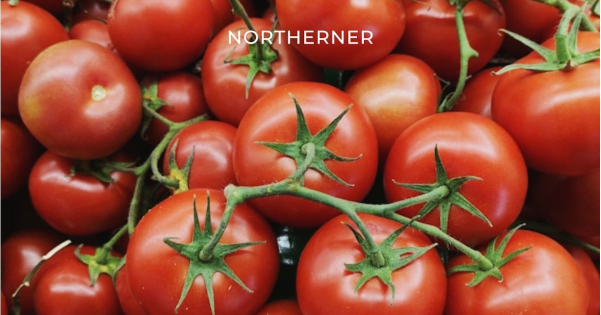 nicotine in tomatoes vs cigarettes Do Tomatoes Have Nicotine? Read to Learn More