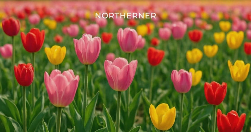 Spring Snus Flavours